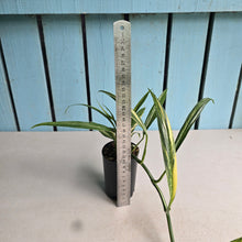 Load image into Gallery viewer, #B106 Variegated Epipremnum Amplissimum