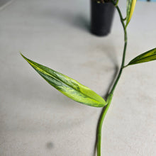 Load image into Gallery viewer, #B106 Variegated Epipremnum Amplissimum