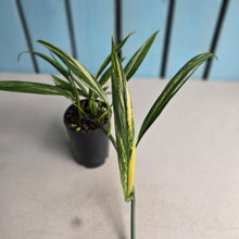 Load image into Gallery viewer, #B106 Variegated Epipremnum Amplissimum