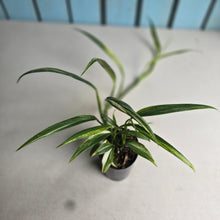 Load image into Gallery viewer, #B106 Variegated Epipremnum Amplissimum