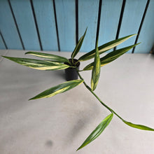 Load image into Gallery viewer, #G29 Variegated Epipremnum Amplissimum