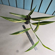 Load image into Gallery viewer, #G29 Variegated Epipremnum Amplissimum