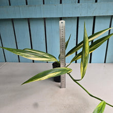 Load image into Gallery viewer, #G29 Variegated Epipremnum Amplissimum