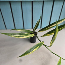 Load image into Gallery viewer, #G29 Variegated Epipremnum Amplissimum