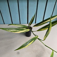 Load image into Gallery viewer, #G29 Variegated Epipremnum Amplissimum