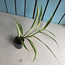 Load image into Gallery viewer, #G29 Variegated Epipremnum Amplissimum