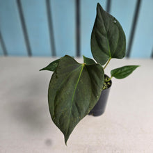Load image into Gallery viewer, #B111 Anthurium Portillae