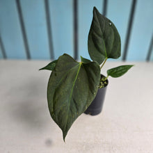 Load image into Gallery viewer, #B111 Anthurium Portillae