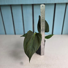 Load image into Gallery viewer, #B111 Anthurium Portillae