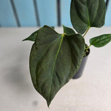 Load image into Gallery viewer, #B111 Anthurium Portillae