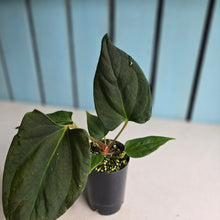 Load image into Gallery viewer, #B111 Anthurium Portillae