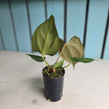 Load image into Gallery viewer, #B111 Anthurium Portillae