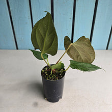 Load image into Gallery viewer, #B111 Anthurium Portillae