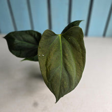 Load image into Gallery viewer, #H60 Anthurium Portillae