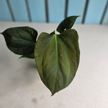 Load image into Gallery viewer, #H60 Anthurium Portillae
