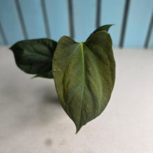 Load image into Gallery viewer, #H60 Anthurium Portillae