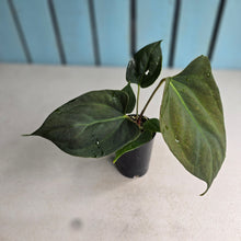 Load image into Gallery viewer, #H60 Anthurium Portillae