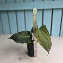 Load image into Gallery viewer, #H60 Anthurium Portillae