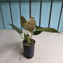 Load image into Gallery viewer, #H60 Anthurium Portillae