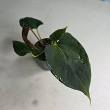 Load image into Gallery viewer, #H10 Anthurium Portillae