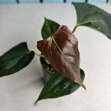 Load image into Gallery viewer, #H10 Anthurium Portillae
