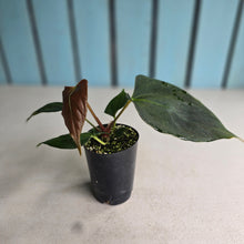 Load image into Gallery viewer, #H10 Anthurium Portillae