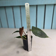 Load image into Gallery viewer, #H10 Anthurium Portillae