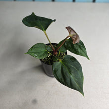 Load image into Gallery viewer, #H10 Anthurium Portillae