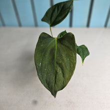 Load image into Gallery viewer, #H38 Anthurium Portillae
