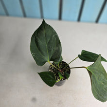 Load image into Gallery viewer, #H38 Anthurium Portillae