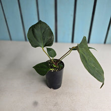 Load image into Gallery viewer, #H38 Anthurium Portillae