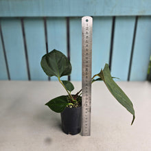 Load image into Gallery viewer, #H38 Anthurium Portillae