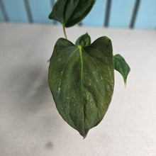Load image into Gallery viewer, #H38 Anthurium Portillae