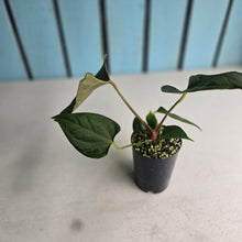 Load image into Gallery viewer, #H38 Anthurium Portillae