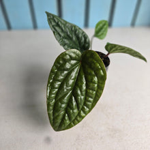 Load image into Gallery viewer, #46 Anthurium Luxurians x Radicans
