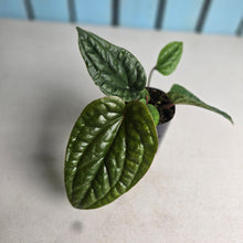 Load image into Gallery viewer, #46 Anthurium Luxurians x Radicans