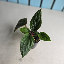 Load image into Gallery viewer, #46 Anthurium Luxurians x Radicans
