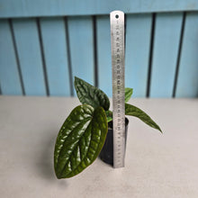 Load image into Gallery viewer, #46 Anthurium Luxurians x Radicans
