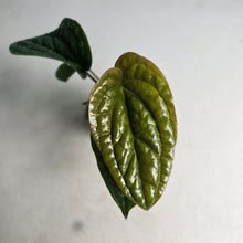 Load image into Gallery viewer, #54 Anthurium Luxurians x Radicans