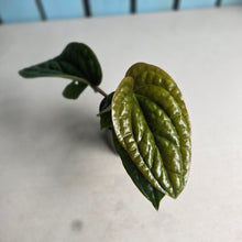 Load image into Gallery viewer, #54 Anthurium Luxurians x Radicans