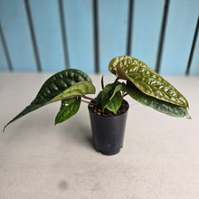 Load image into Gallery viewer, #54 Anthurium Luxurians x Radicans