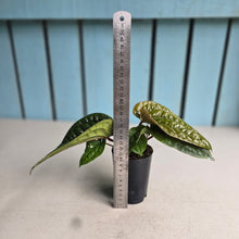 Load image into Gallery viewer, #54 Anthurium Luxurians x Radicans
