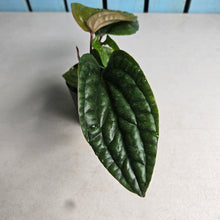 Load image into Gallery viewer, #54 Anthurium Luxurians x Radicans