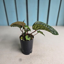 Load image into Gallery viewer, #54 Anthurium Luxurians x Radicans