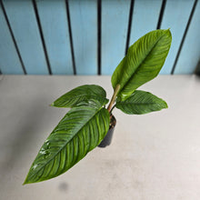 Load image into Gallery viewer, #P54 Philodendron Rugapetiolatum