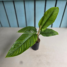 Load image into Gallery viewer, #P54 Philodendron Rugapetiolatum