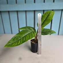 Load image into Gallery viewer, #P54 Philodendron Rugapetiolatum