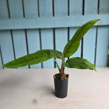 Load image into Gallery viewer, #P54 Philodendron Rugapetiolatum