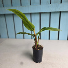 Load image into Gallery viewer, #P54 Philodendron Rugapetiolatum