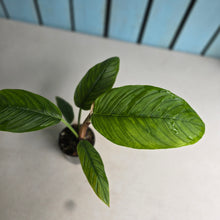 Load image into Gallery viewer, #M7 Philodendron Rugapetiolatum